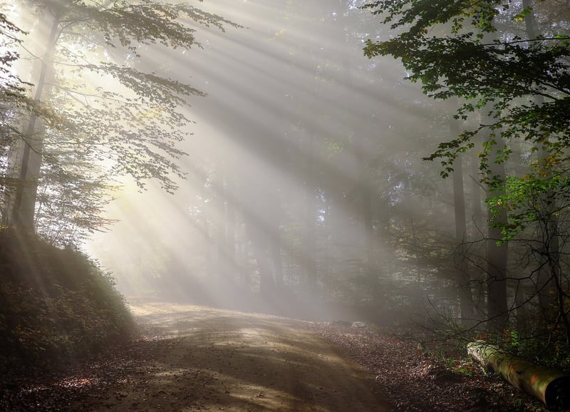 Misty Mornings