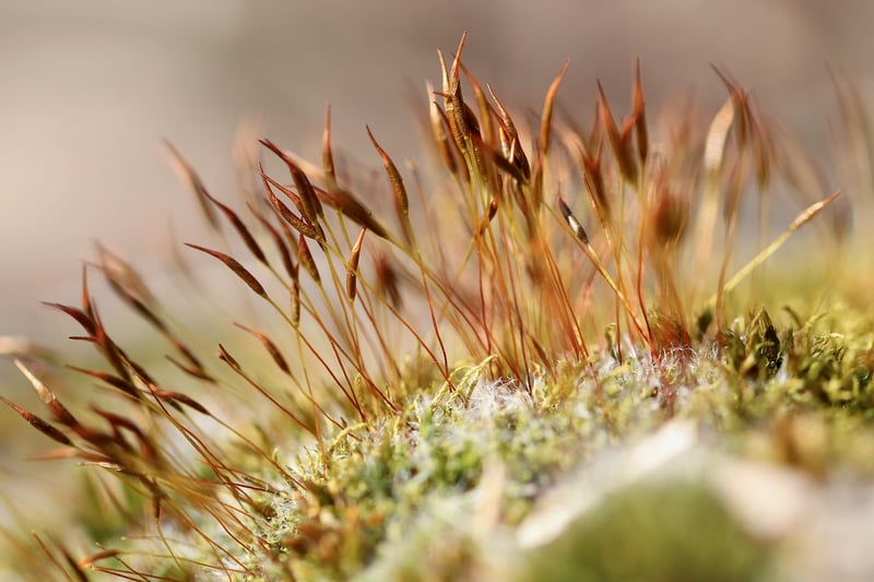 Mossy Centerpieces